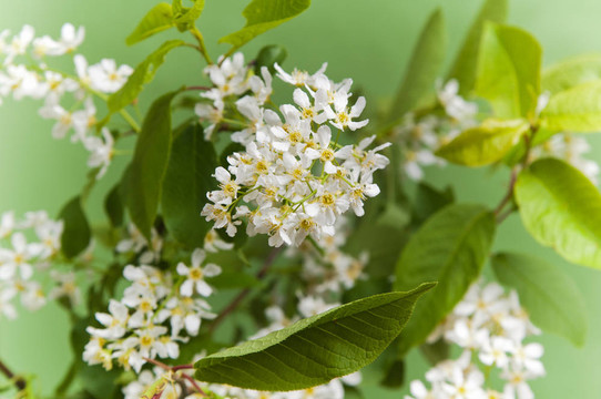 櫻花盛開(kāi)的樹(shù)枝