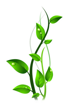 綠芽葉滴