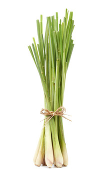 檸檬草