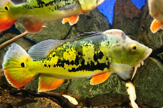 熱帶海洋魚