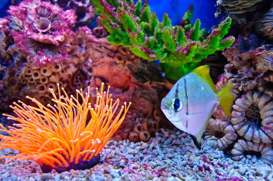 熱帶海洋魚