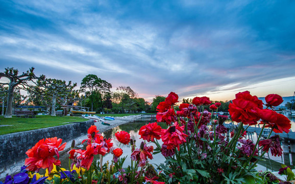 Flowers與日出