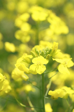 黃油菜花在春天開(kāi)花