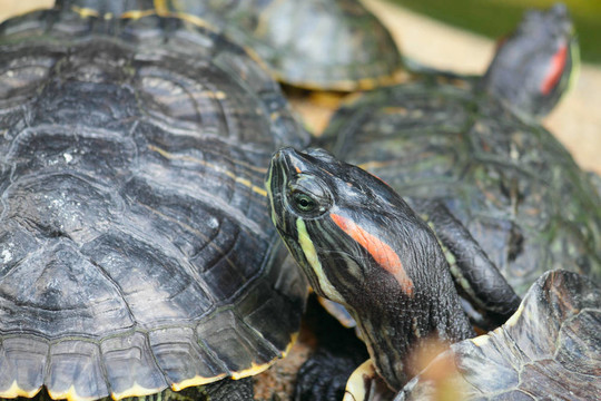 紅耳龜坐在動物園里的一只石組