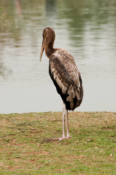 彩繪鸛鳥；Mycteria leucocephala