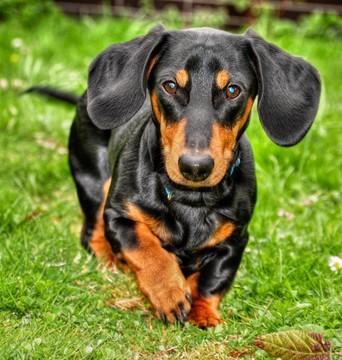 臘腸犬