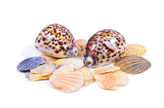 海貝殼