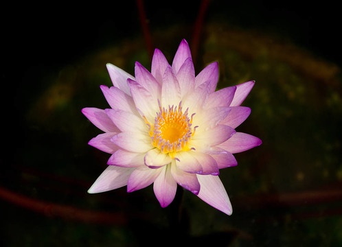 池塘荷花