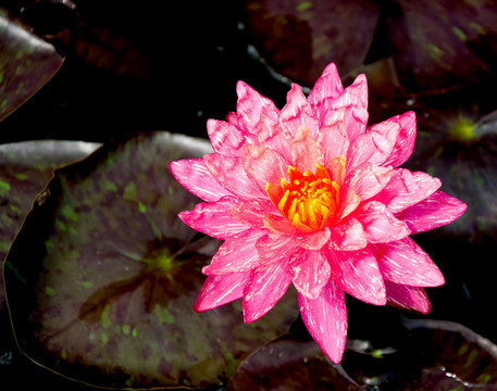 池塘粉紅蓮花