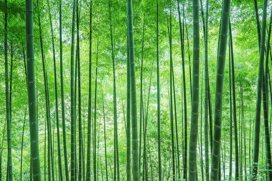 翠竹林