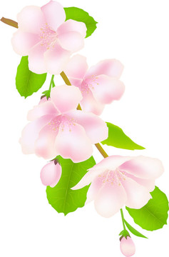 蘋果樹的花