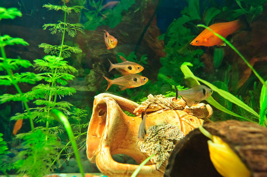不同種類的水族館魚類