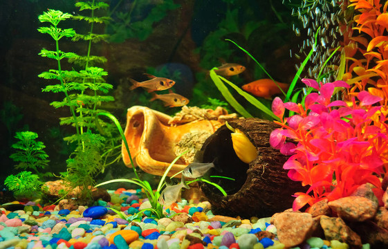 不同種類的水族館魚類