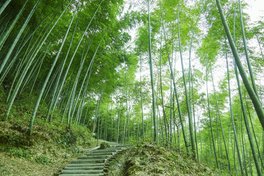 竹林小路