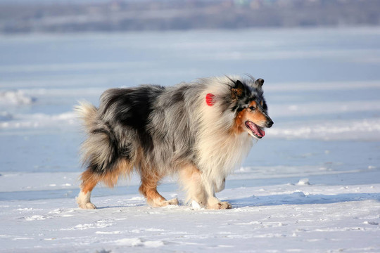 蘇格蘭牧羊犬