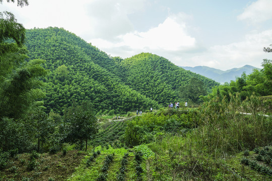 木坑竹海