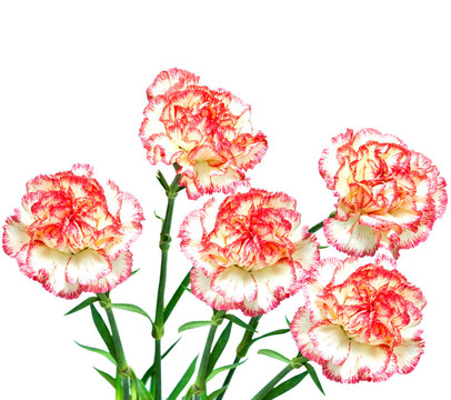 康乃馨花