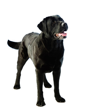 拉布拉多犬