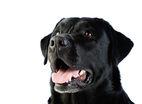 拉布拉多犬