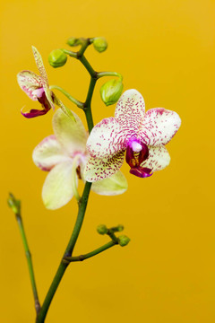 蘭花