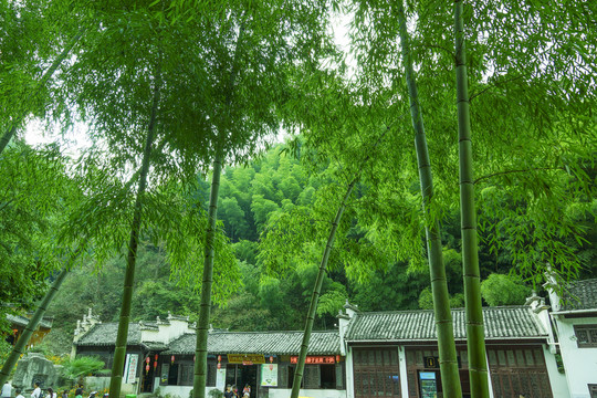 木坑竹海