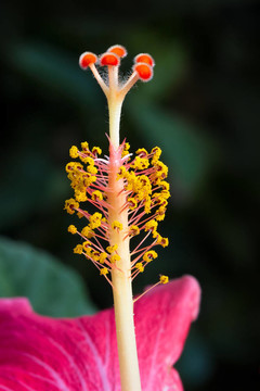 木槿花柱頭特寫(xiě)