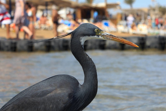 小藍(lán)鷺（Egretta caerulea）在沙灘上納馬灣我