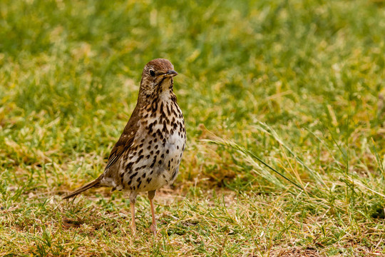 畫眉鳥覓食青草