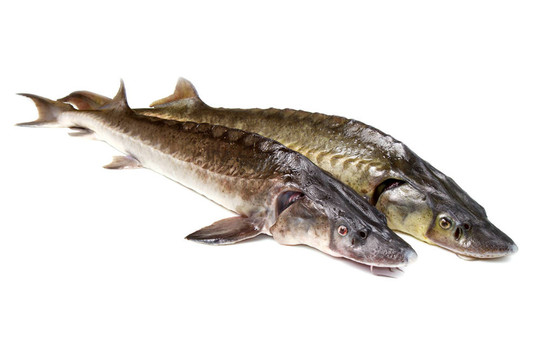 鱘魚