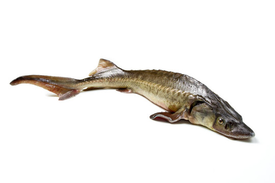 鱘魚