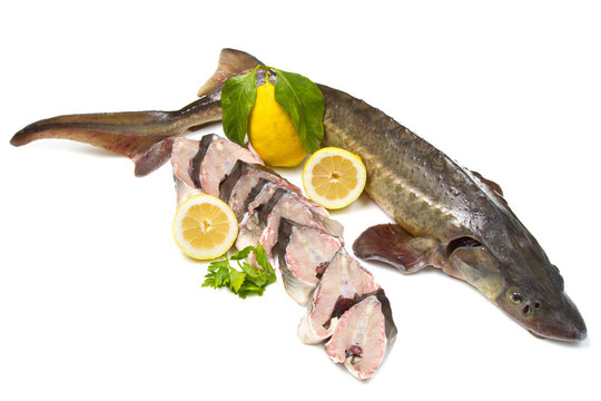 鱘魚