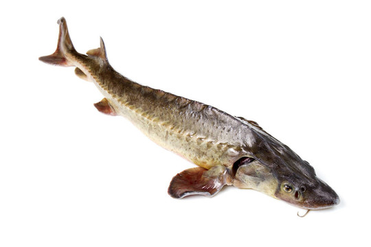 鱘魚(yú)