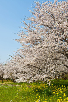 櫻花林