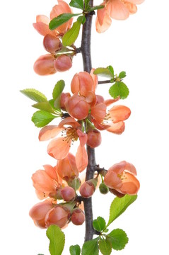 粉紅色的花