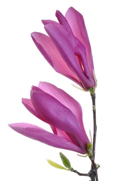 紫丁香花