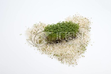 新鮮的苜蓿芽，在白色背景的水芹