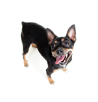 站在玩具梗犬俯視廣角鏡頭