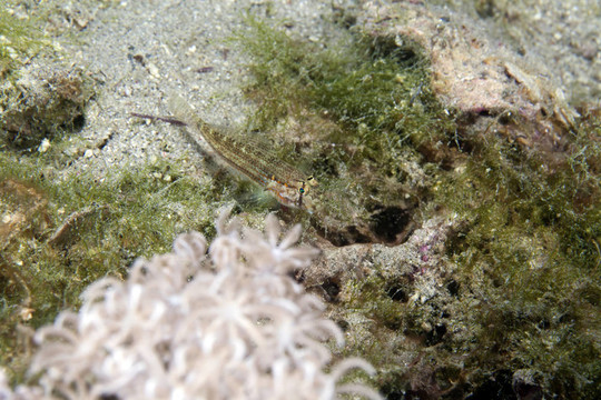 眼蝦虎魚（gnatholepis anjerensis）在紅海。