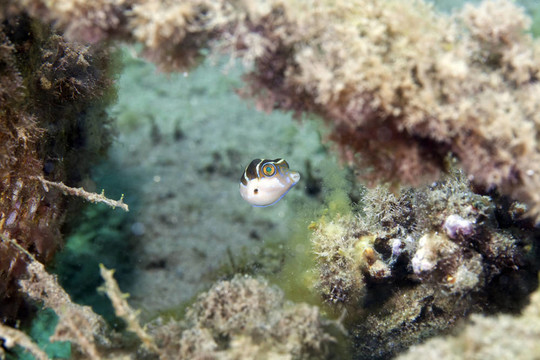Blacksaddle toby模仿（paraluteres多板盾尾）在紅海。