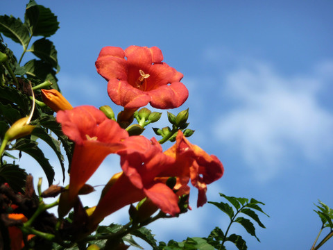 凌霄花