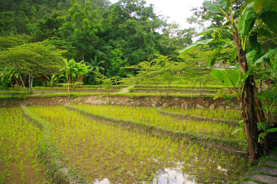 Rice的樓梯