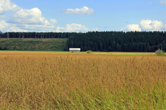 場(chǎng)的Timothy grass；Phleum pratense