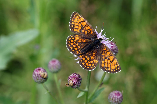 mellicta阿塔里雅喂養(yǎng)（加拿大薊Cirsium arvense）