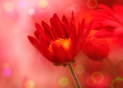 花田