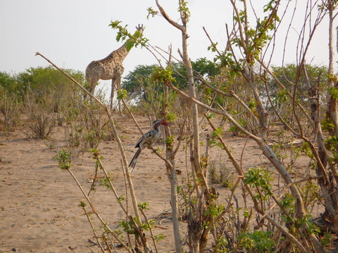 在稀樹草原的Giraffe和鳥