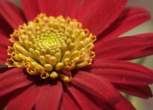 Flower。宏