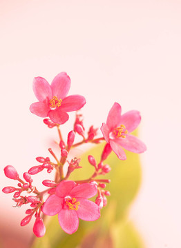 花田