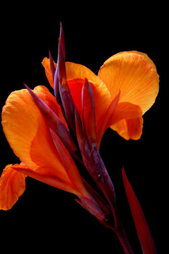 美人蕉紅霸王花