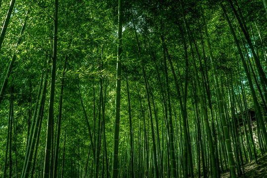 竹林風(fēng)光 竹林背景素材