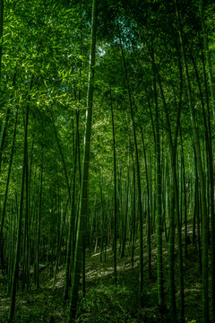 竹林風(fēng)光 竹林背景素材